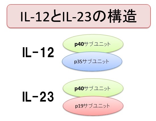 IL-12とIL-23の構造