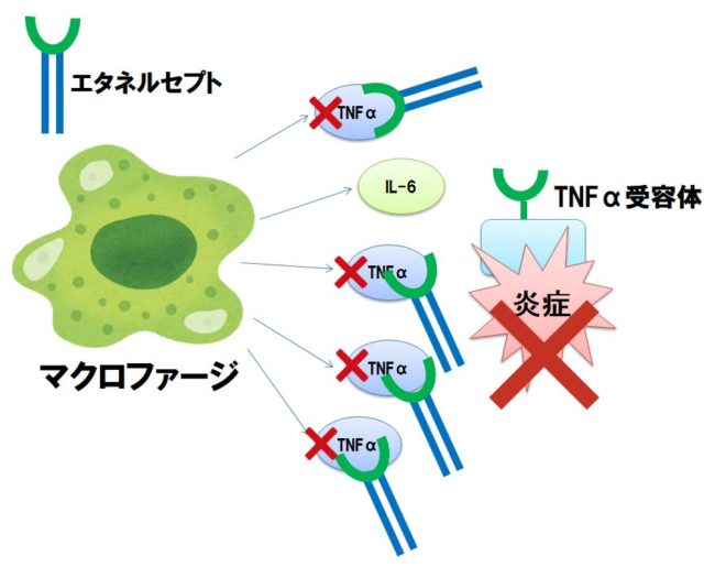 ブランド名医薬品とバイオシミラー医薬品の比較