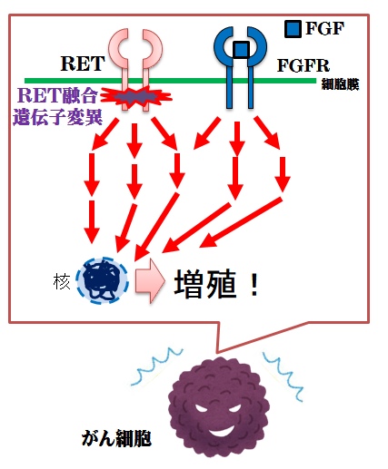 RETたFGFはがんの増殖に寄与している