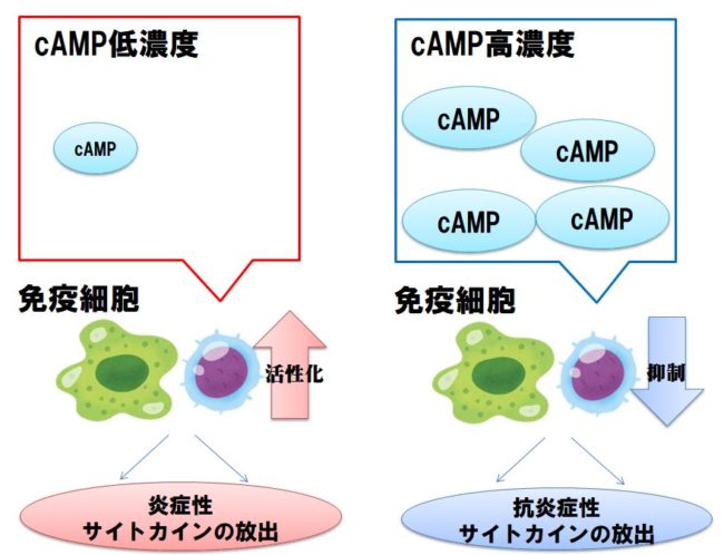 アプレミラストは何を治療しますか?