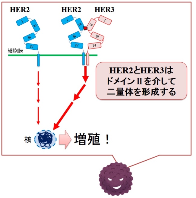 HER2/HER3によるがん細胞の増殖