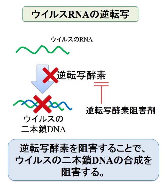 非核酸系逆転写酵素阻害剤（NNRTI）：リカムビスの作用機序
