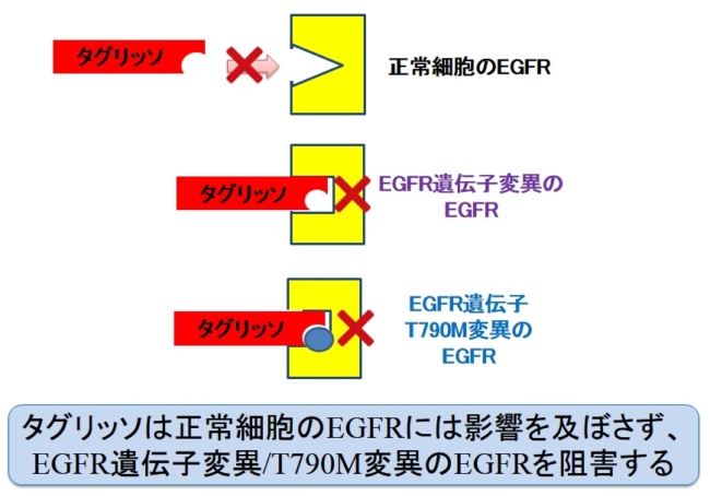 タグリッソのコスト