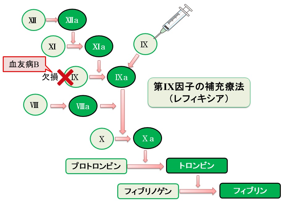 レフィキシア（一般名：ノナコグ ベータペゴル）の構造と作用機序