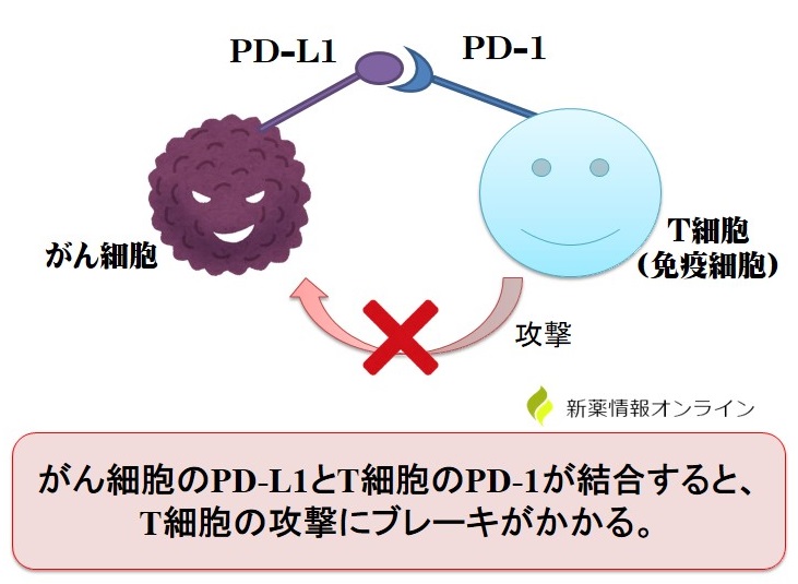 がん細胞とPD-L1