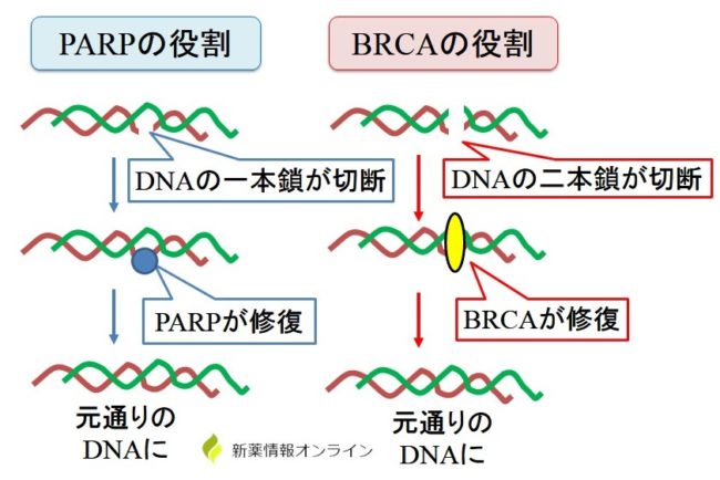 薬物相互作用の詳細