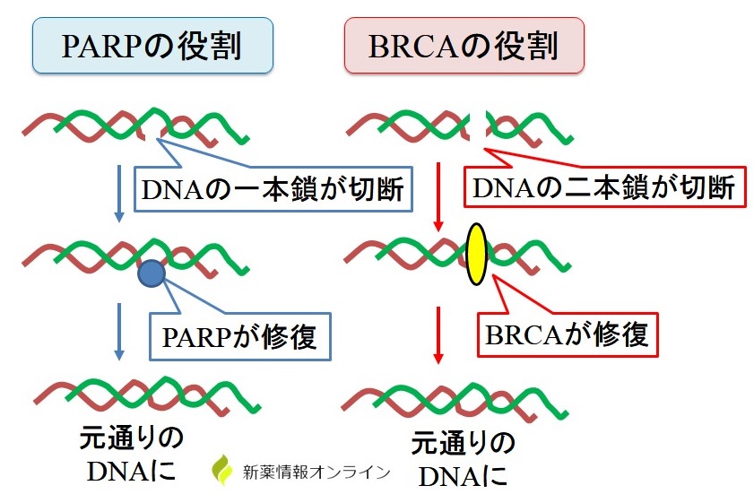 DNA修復因子：PARPとBRCA