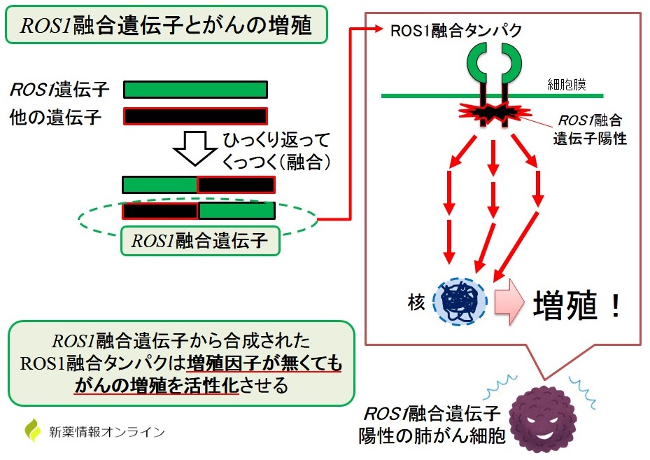 ROS1融合遺伝子とROS1融合タンパク