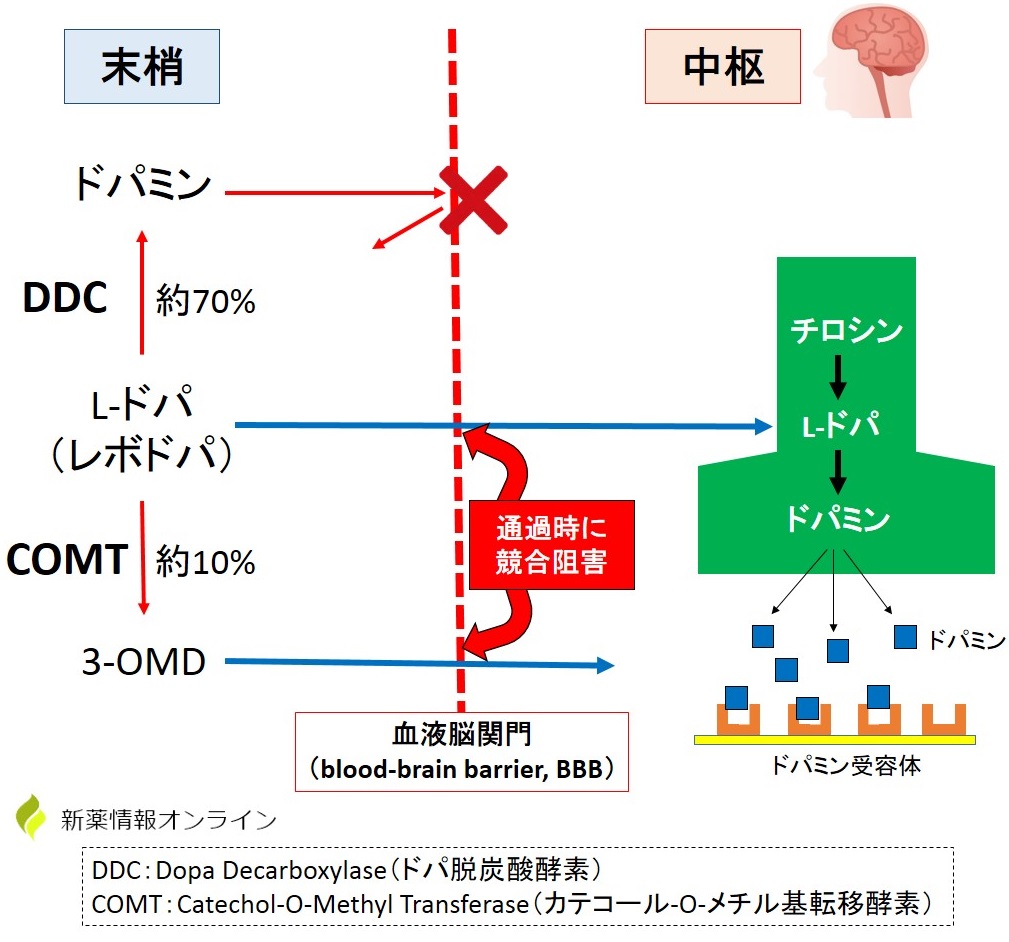 L-ドパ（レボドパ）のDDCとCOMTによる代謝