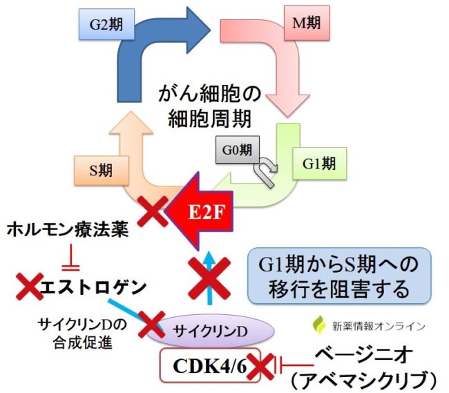 ベージニオ（アベマシクリブ）の作用機序、イブランスとの違い/比較【乳がん】