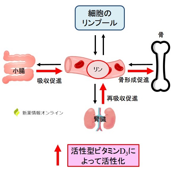 リンの体内動態と活性型ビタミンD3