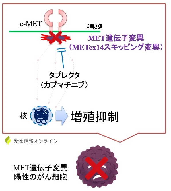 テプミトコ（テポチニブ）の作用機序：c-MET阻害薬