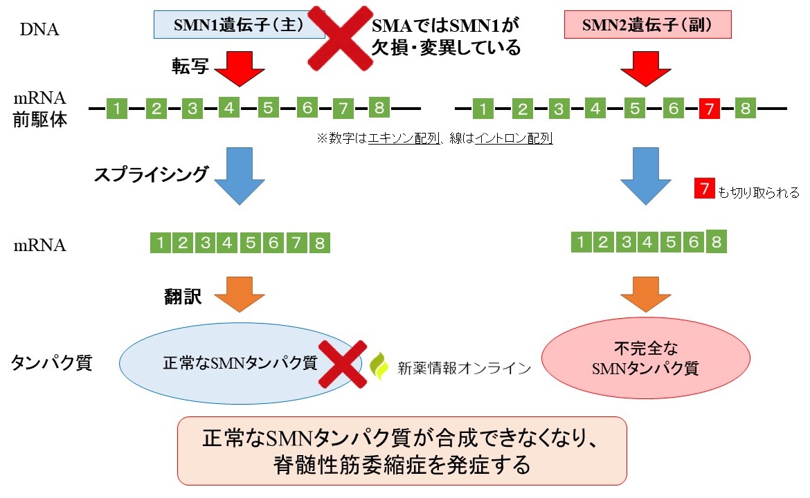 脊髄性筋委縮症とSMN1/SMN2遺伝子