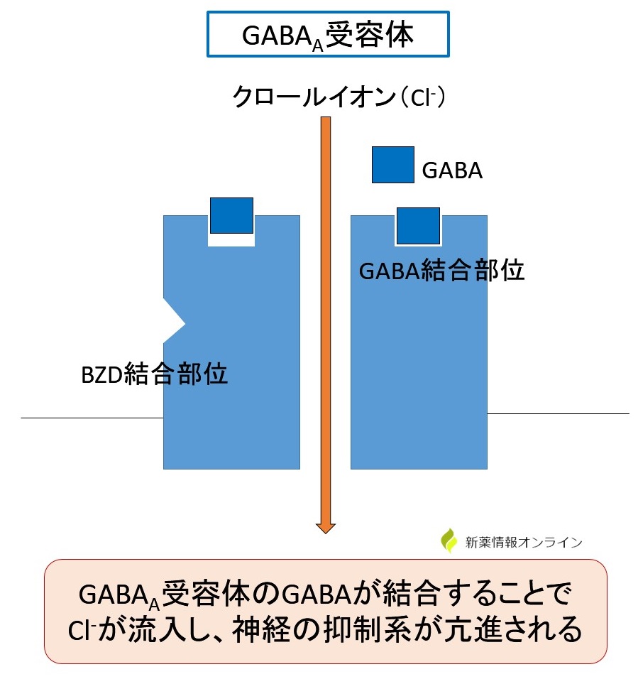 GABAA受容体の仕組みとクロールイオン