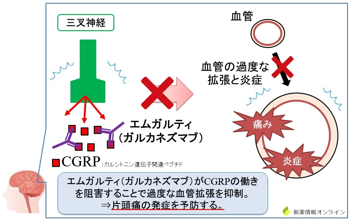 エムガルティ（ガルカネズマブ）の作用機序：抗CGRPモノクローナル抗体