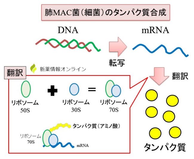 テウト硫酸アミカシンのリーフレット