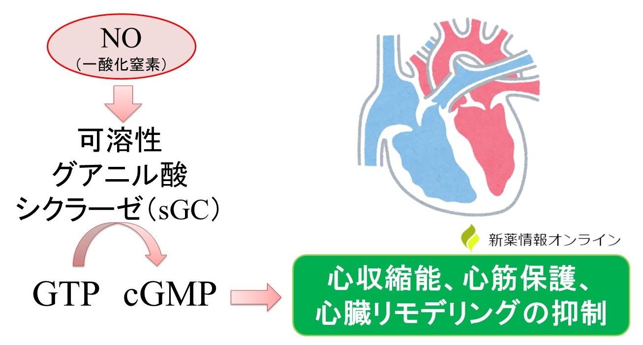 NOが心筋に作用することでsGCが刺激され、心収縮や心保護作用を有する