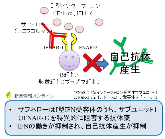 サフネロー（アニフロルマブ）の作用機序：抗IFNAR-1抗体