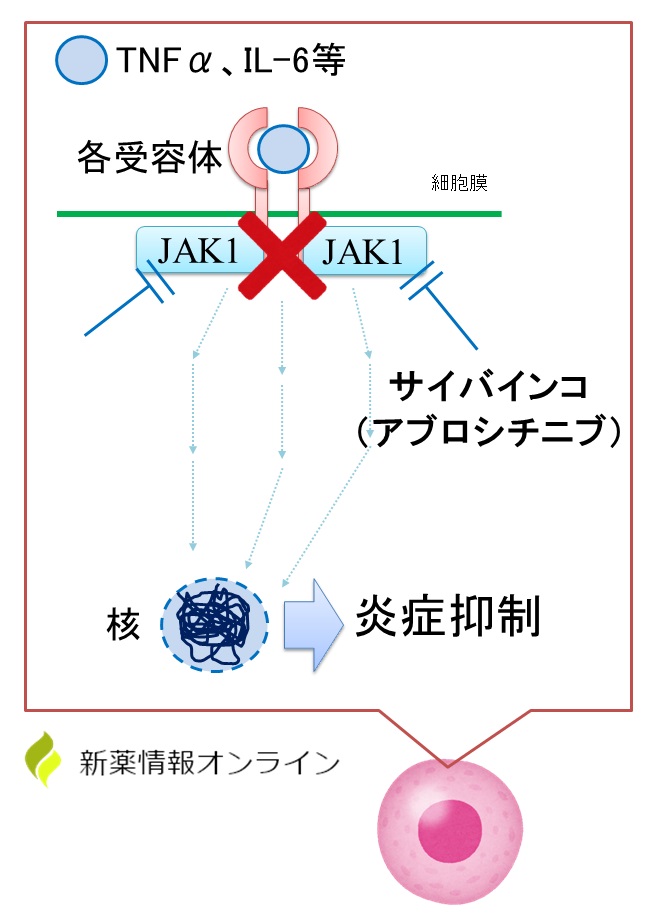 サイバインコ（アブロシチニブ）の作用機序：JAK1阻害薬