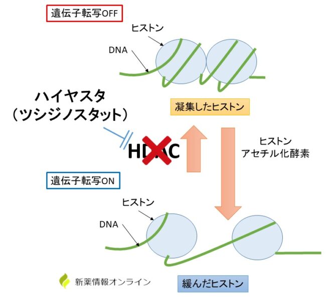 ハイヤスタ（ツシジノスタット）の作用機序：HDACを阻害してエピジェネティクスに作用する
