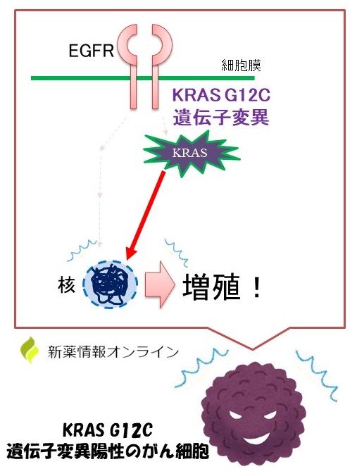 KRAS G12C遺伝子変異陽性のがん細胞