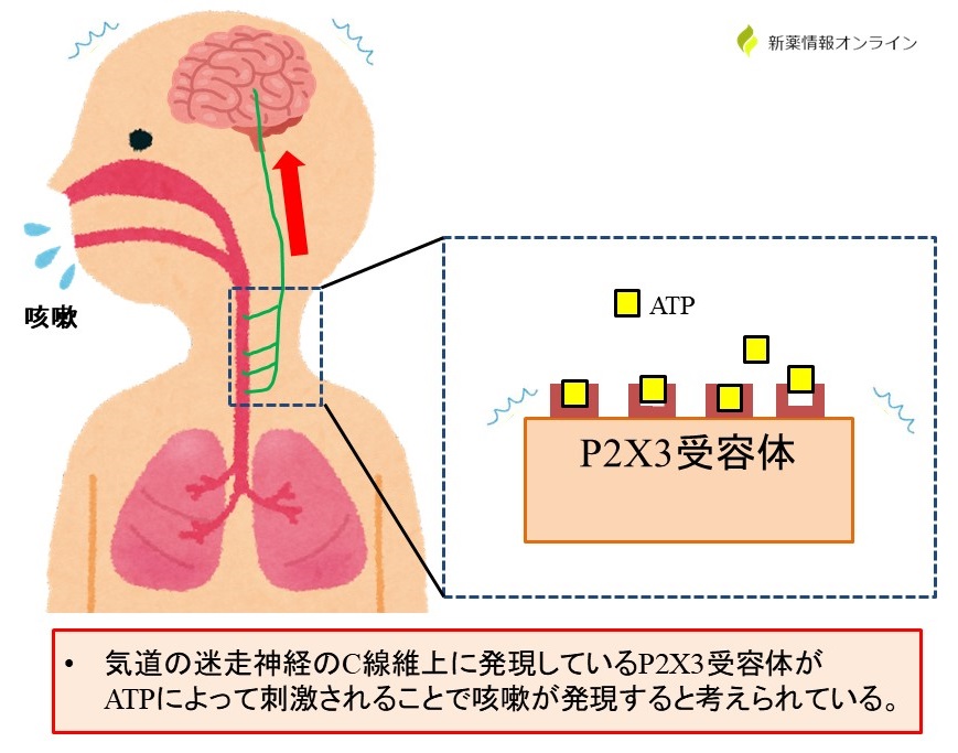 P2X3受容体は咳嗽の発症原因となる受容体で、ATPをリガンドとする。