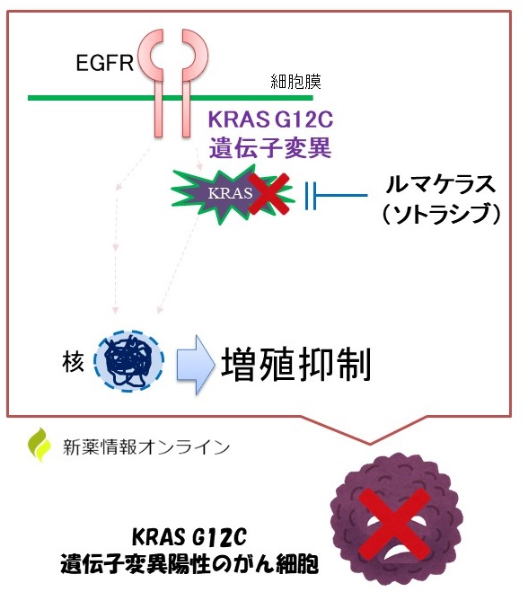 ルマケラス（ソトラシブ）の作用機序：KRAS G12Cの選択的阻害薬