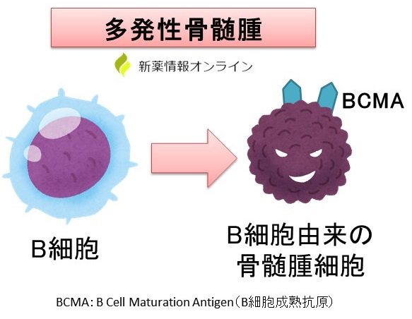 BCMAとは、多発性骨髄腫の骨髄腫細胞が有している細胞表面抗原である。
