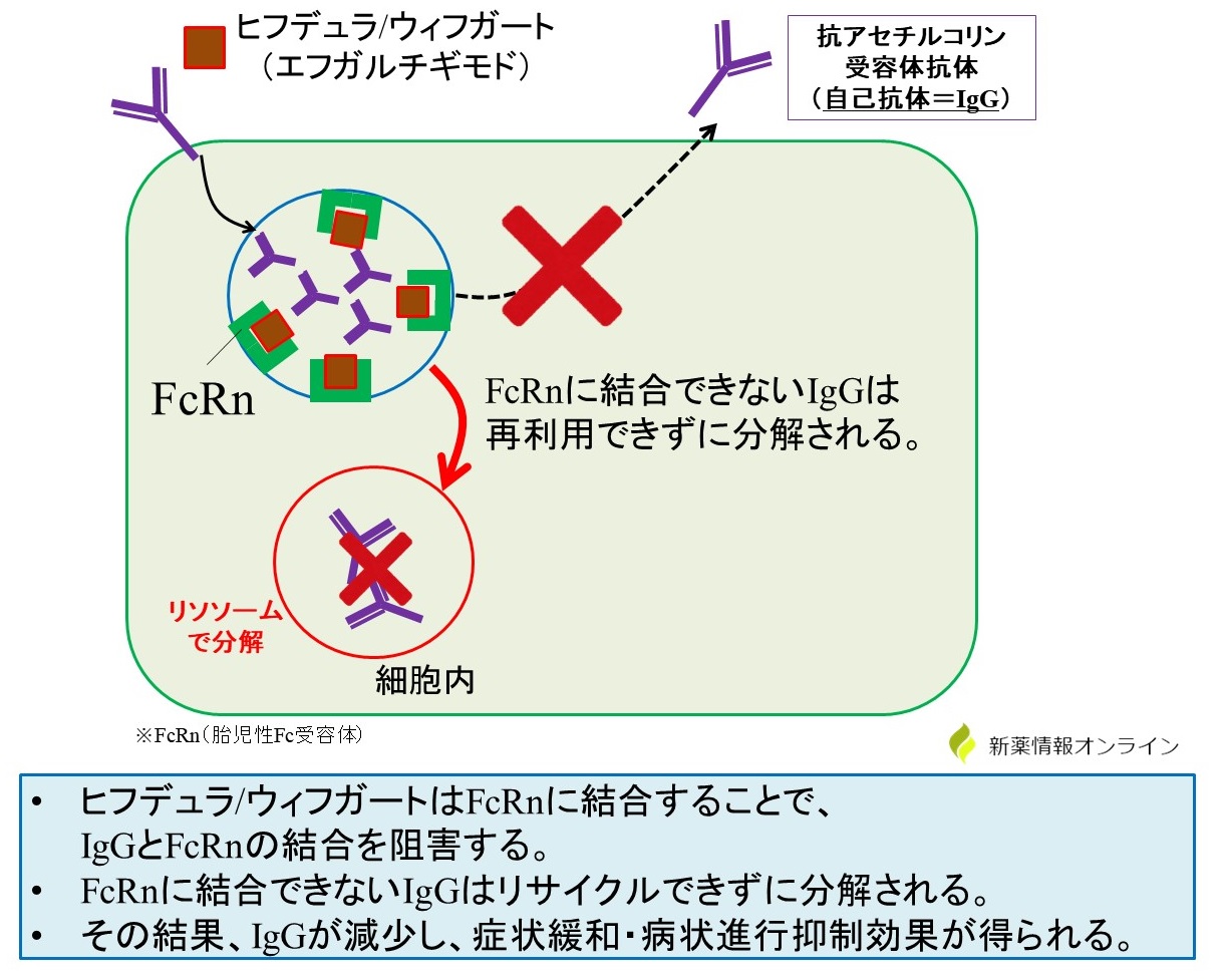 ヒフデュラ/ウィフガート（エフガルチギモド）の作用機序：FcRnに結合してIgGのリサイクリングを抑制する