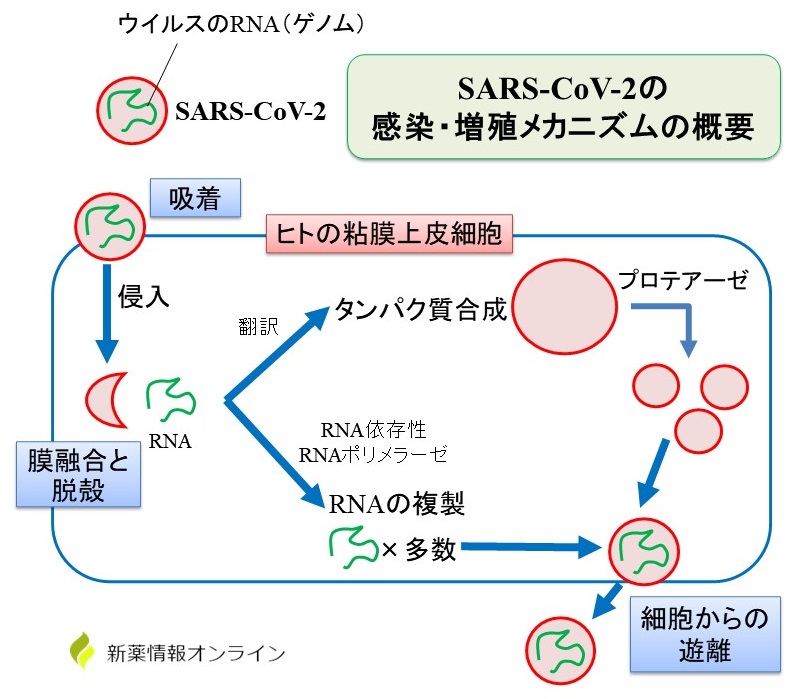 新型コロナウイルス（SARS-CoV-2）の感染・増殖メカニズム：プロテアーゼとは