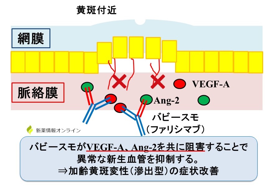 バビースモ（ファリシマブ）の作用機序：VEGF-AとAng-2を共に阻害する二重特異性抗体薬