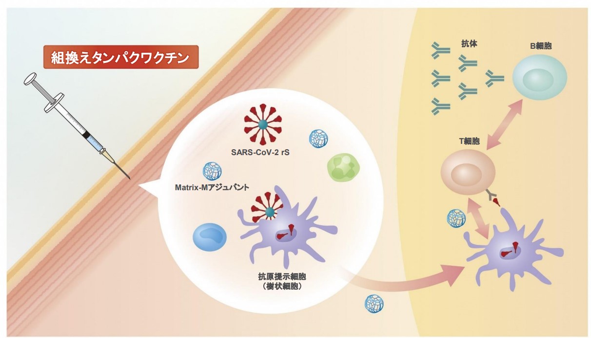 ヌバキソビッド筋注の作用機序：組換えタンパクワクチン
