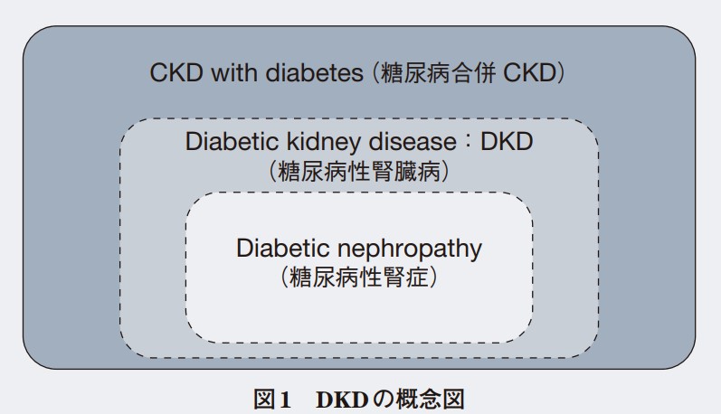 糖尿病性腎臓病：Diabetic kidney disease（DKD）