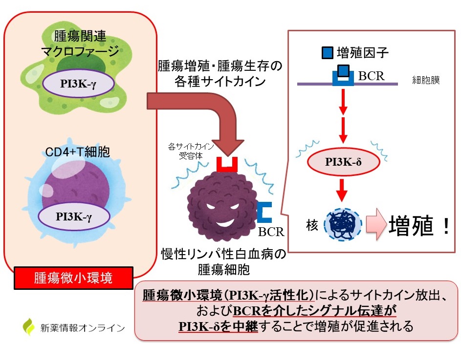 PI3Kとは：腫瘍微小環境とBCRシグナル伝達に関与してCLLの増殖活性に寄与している