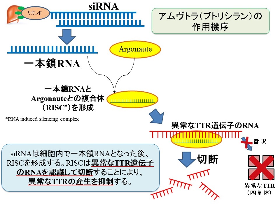 アムヴトラ（ブトリシラン）の作用機序：RNA干渉とsiRNA