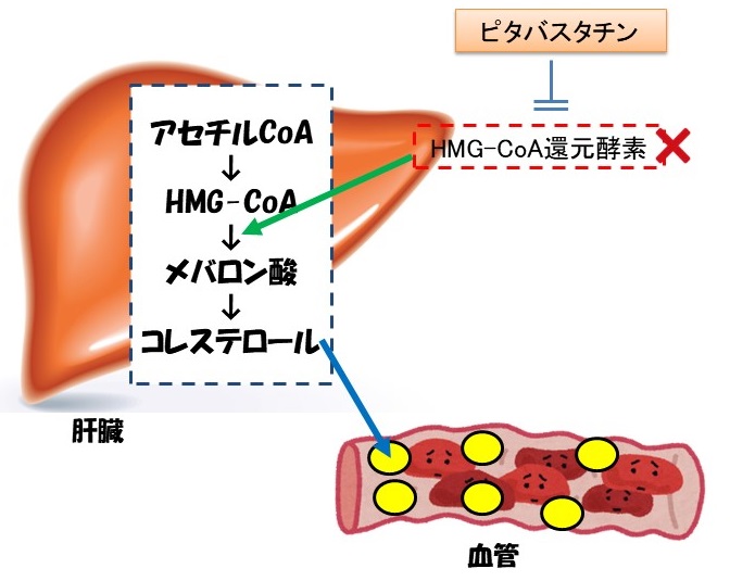 ピタバスタチンの作用機序：HMG-CoA還元酵素阻害