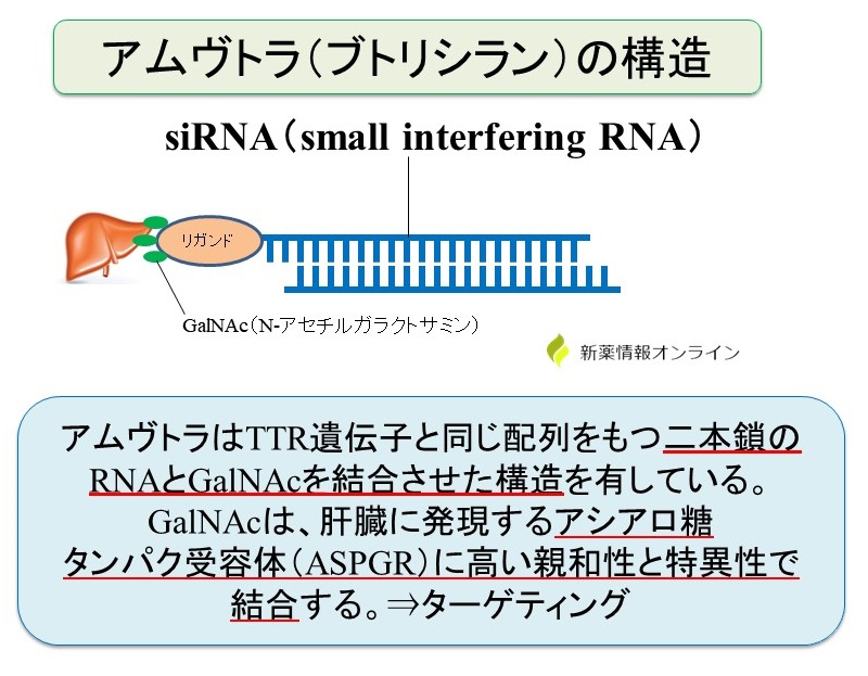 アムヴトラ（ブトリシラン）の構造と特徴：siRNAとGalNAcを結合させたDDS