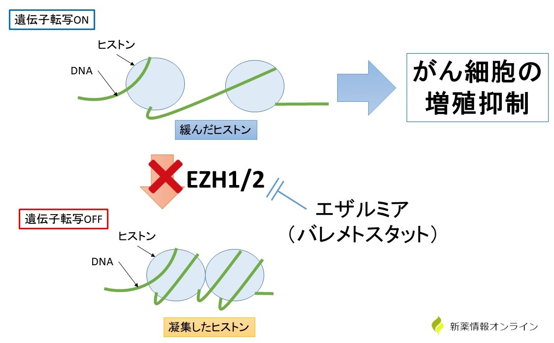 エザルミア（バレメトスタット）の作用機序：EZH1/2阻害薬