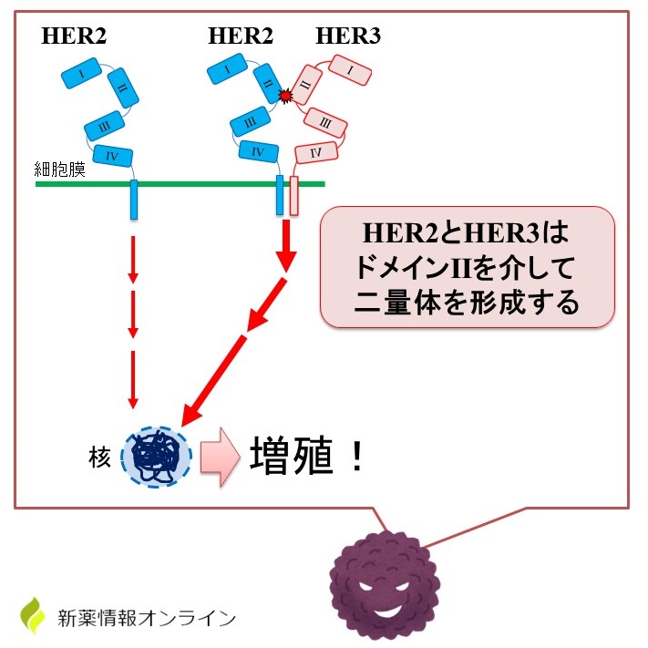 HER2/HER3によるがん細胞の増殖：HER2とHER3の二量体が重要
