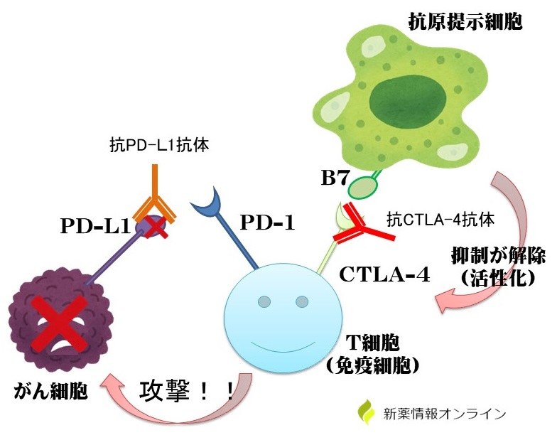 イムフィンジの与え方