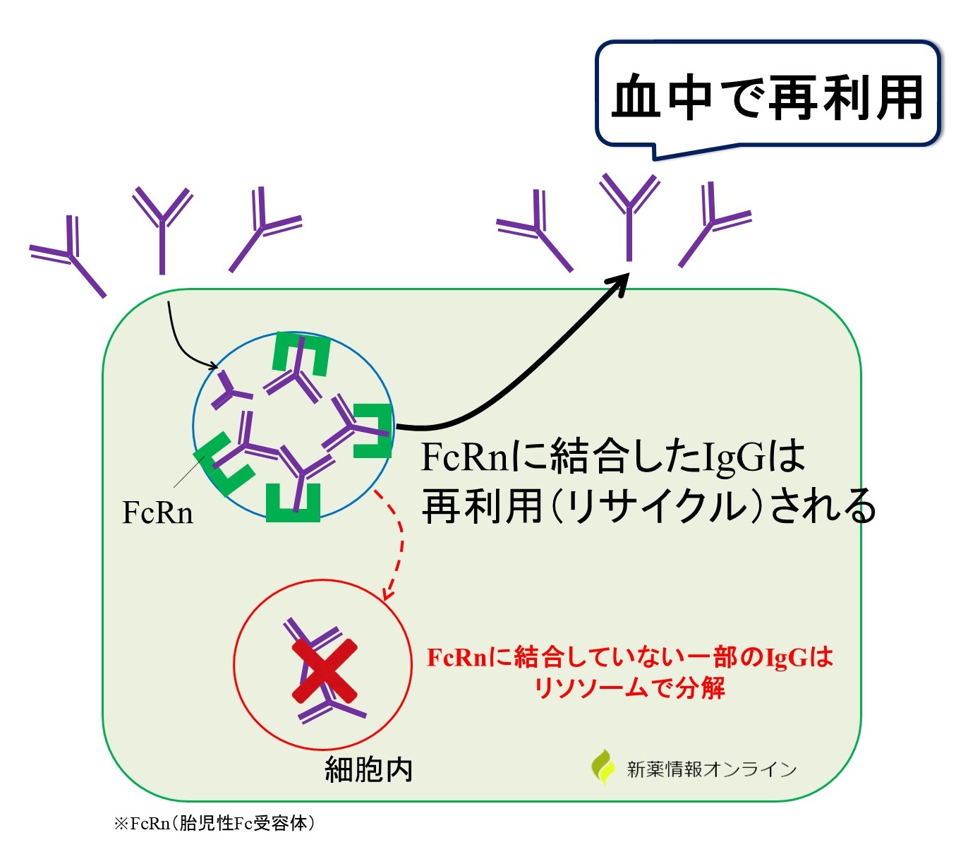 ベイフォータス（ニルセビマブ）の作用機序・特徴【RSウイルス感染】 - 新薬情報オンライン