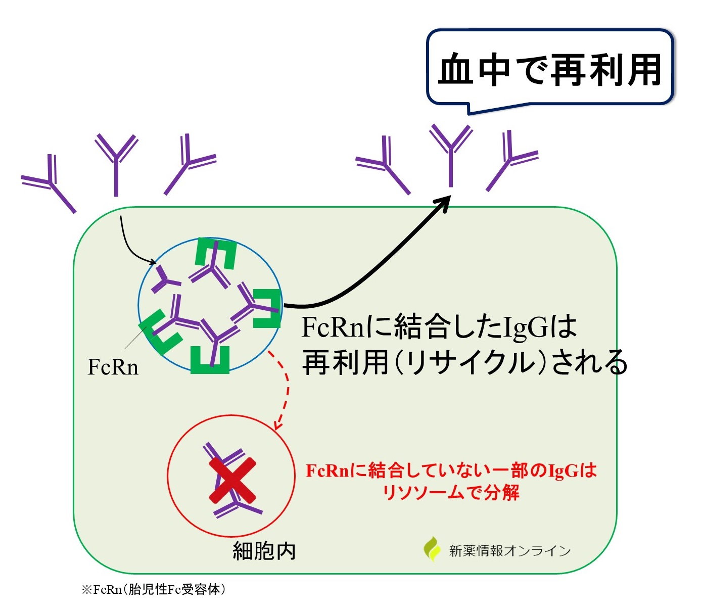 抗体の再循環（リサイクル）にはFcRnが関与している