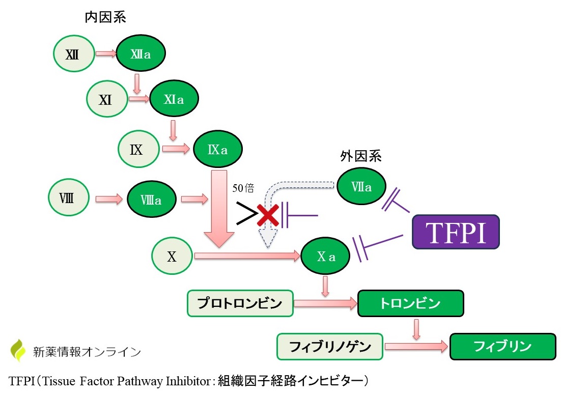 血液凝固反応（カスケード）における内因系と外因系の役割：TFPIは内因系のⅦaとⅩaに結合することでその活性を抑制しているタンパク質である