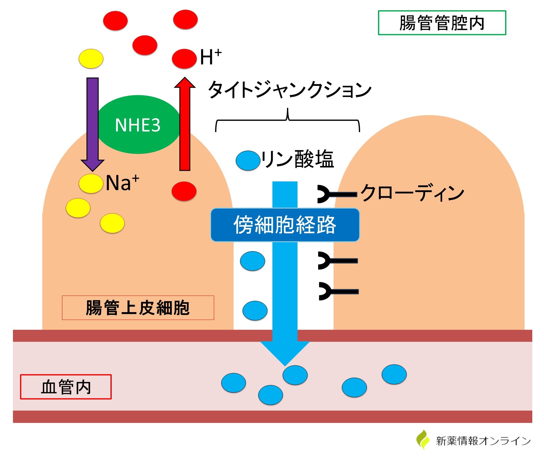 腸管におけるリンの吸収メカニズム:タイトジャンクション(傍細胞経路)によってリンが吸収される