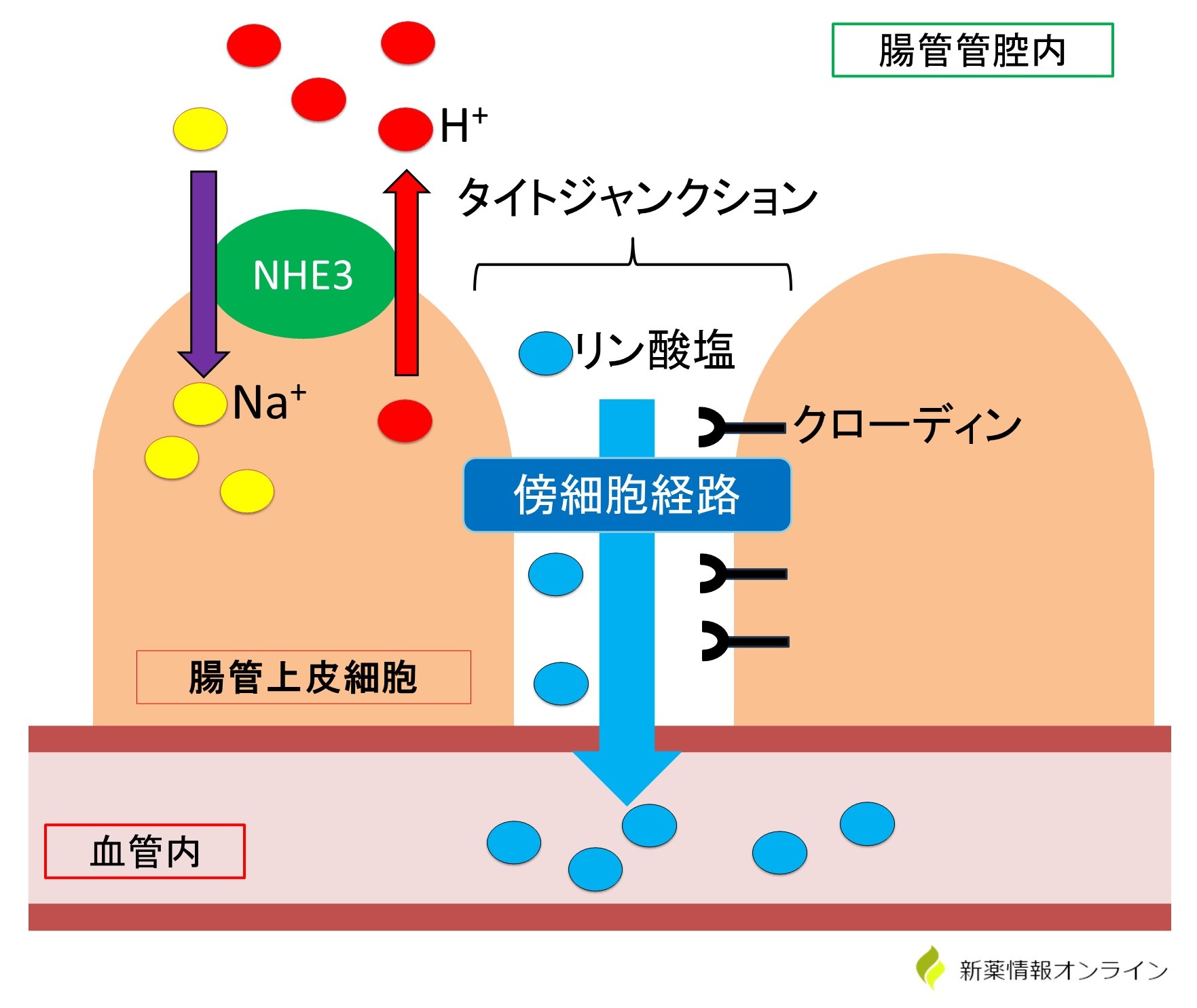 腸管におけるリンの吸収メカニズム：タイトジャンクション（傍細胞経路）によってリンが吸収される