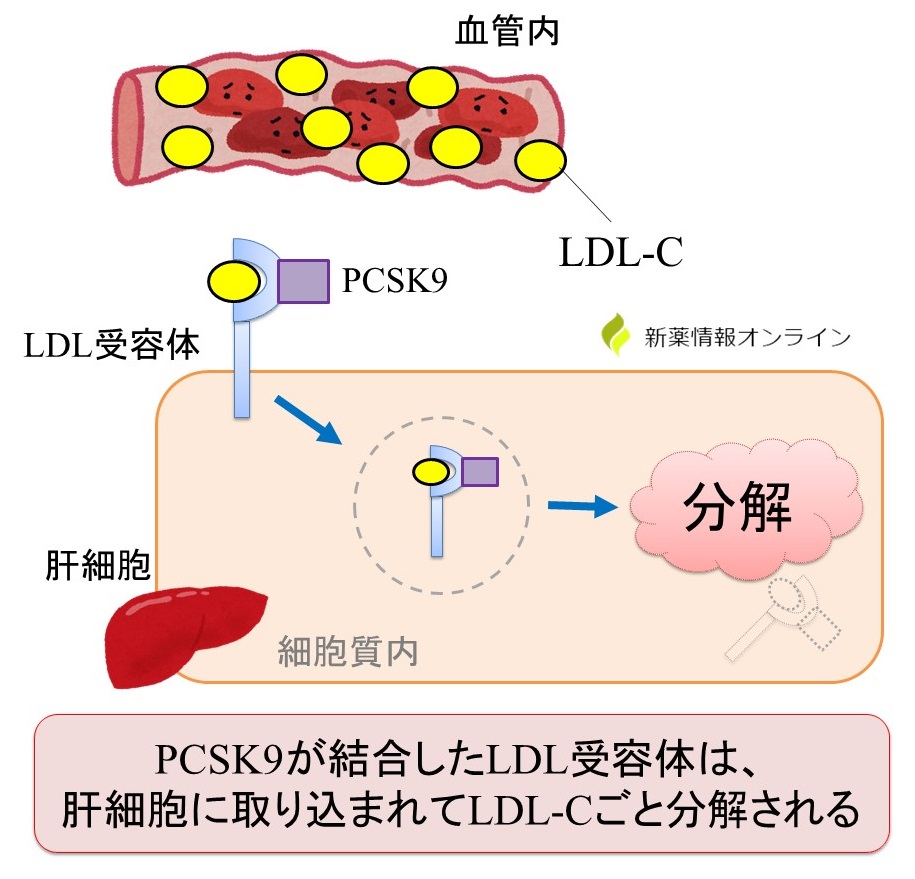PCSK9と結合したLDL受容体がLDL-Cと結合すると、肝細胞内に取り込まれ、LDL受容体ごと分解される