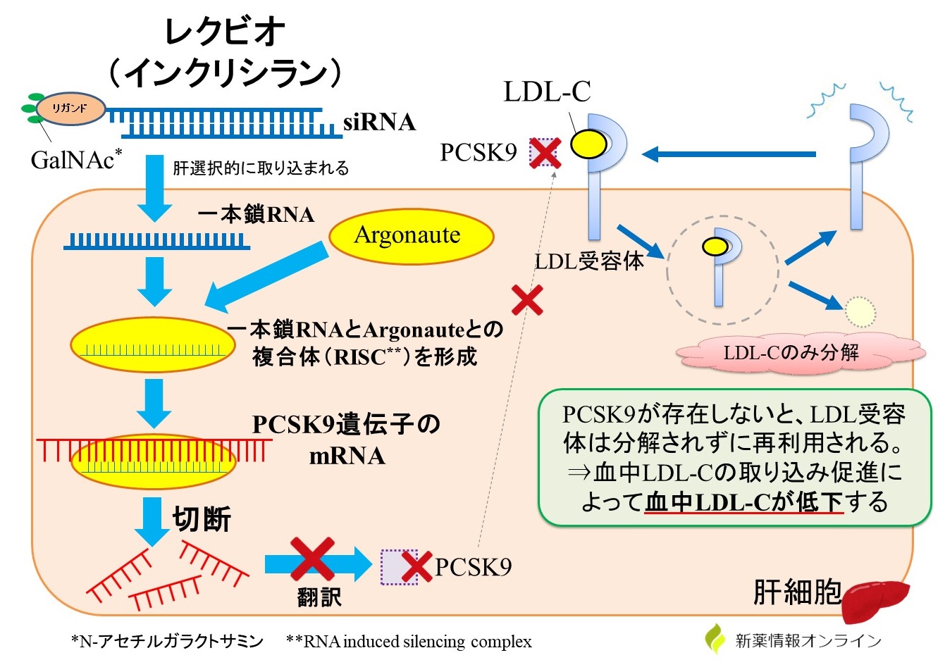 レクビオ（インクリシラン）の構造と作用機序：RNA干渉によってPCSK9の合成を阻害することで、LDLコレステロールの降下作用を示す