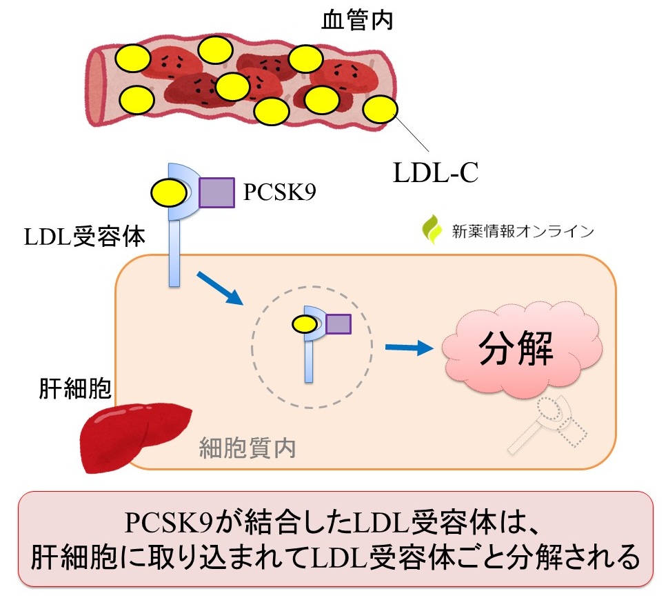 PCSK9と結合したLDL受容体がLDL-Cと結合すると、肝細胞内に取り込まれ、LDL受容体ごと分解される