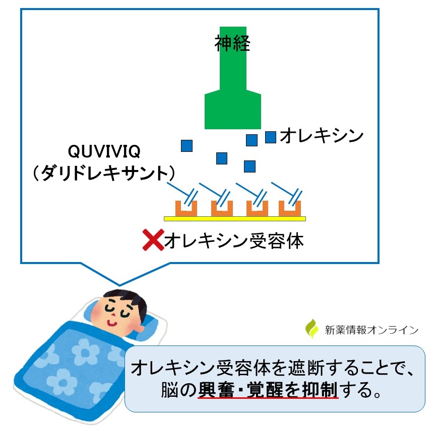 QUVIVIQ（ダリドレキサント）の作用機序