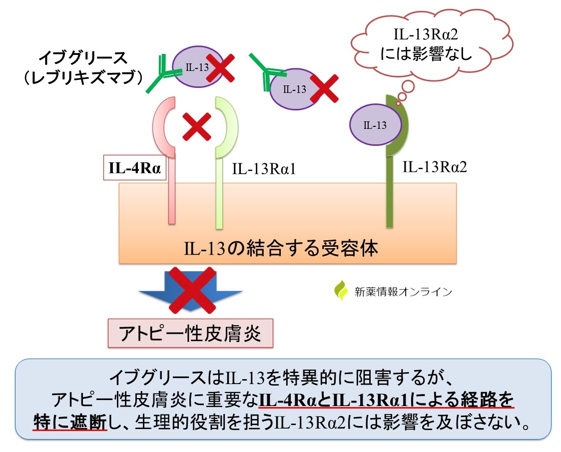 イブグリース（レブリキズマブ）の作用機序：IL-13のIL-4RαとIL-13Rα1による経路を特に遮断する